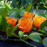 Orange Zest Rose Soap